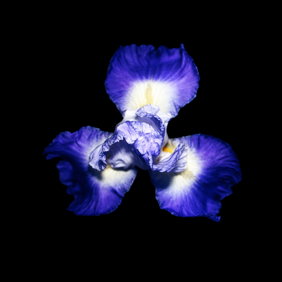 Blue and white iris seen from above on black