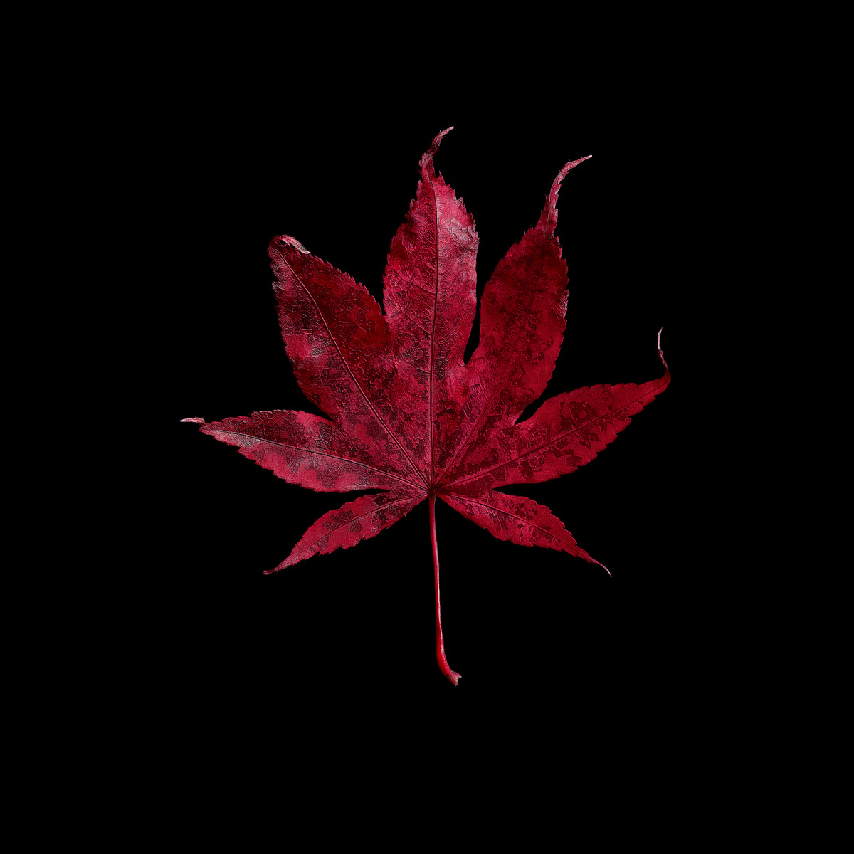 Deep red Japanese maple leaf on black