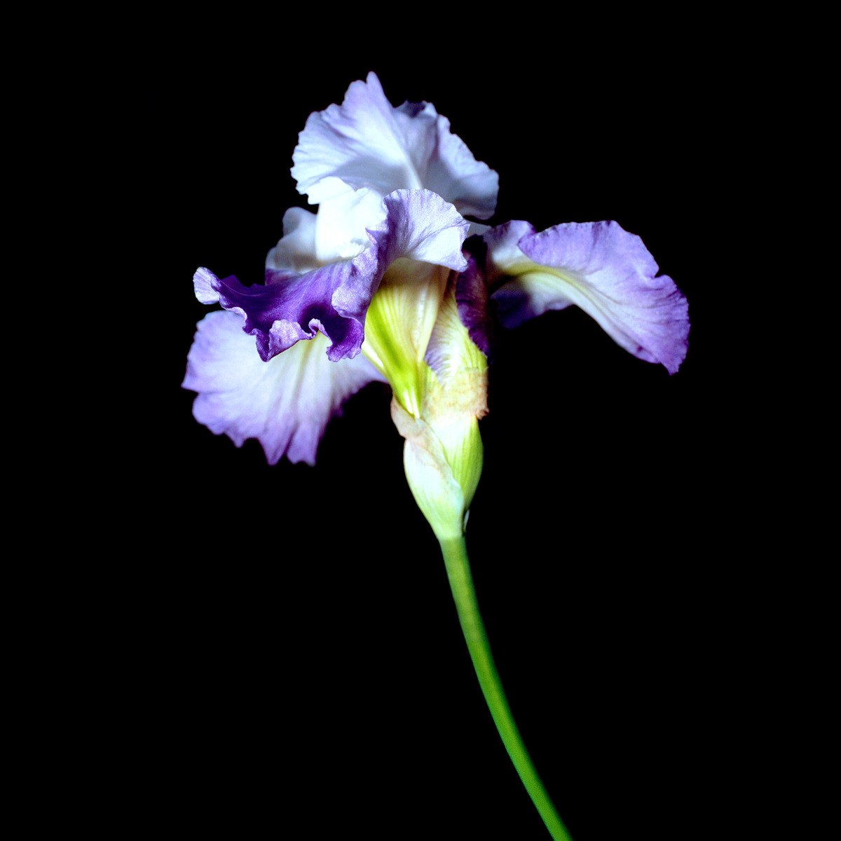 Lavender iris with green stem on black