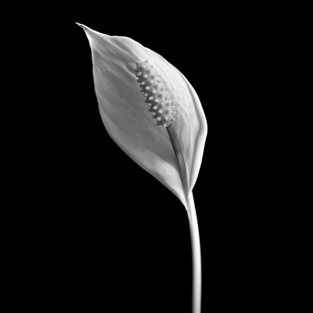 Peace Lily (Black & White)