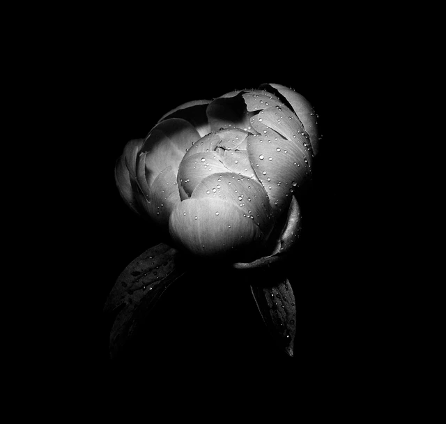 Peony Bud (Black & White)
