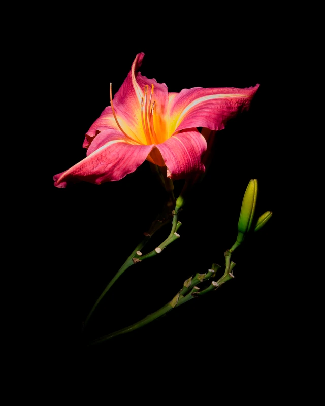 Pink Daylily