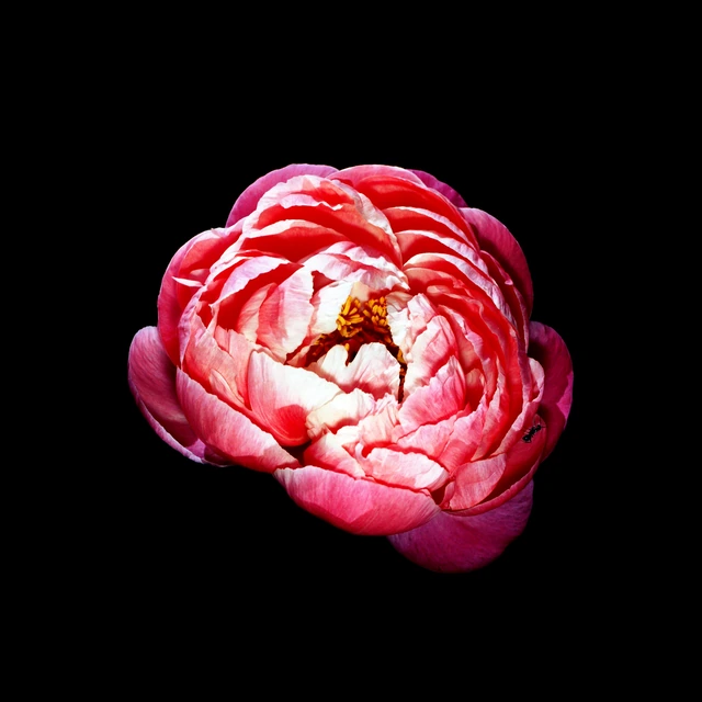 Pink Peony