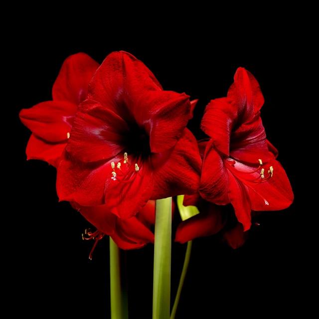 Red Amaryllis