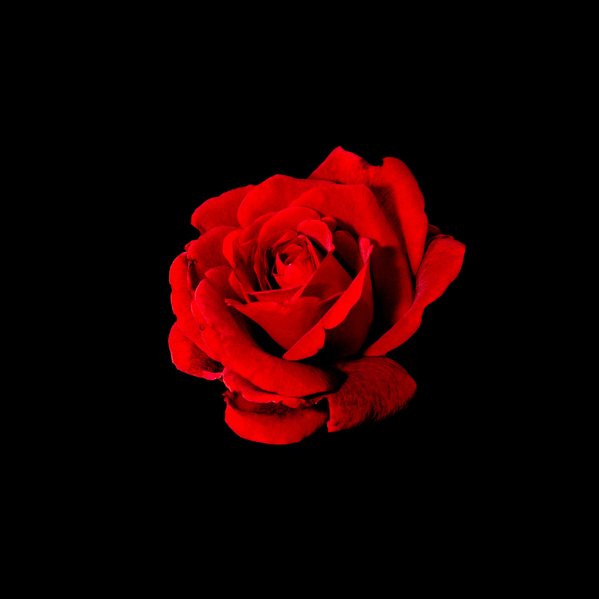 Red rose bloom on black