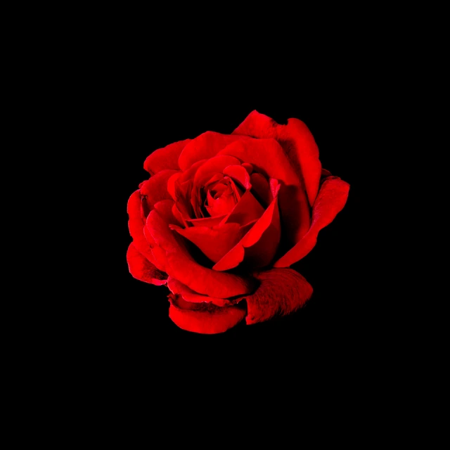 Red Rose