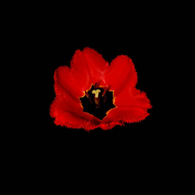 Red Tulip