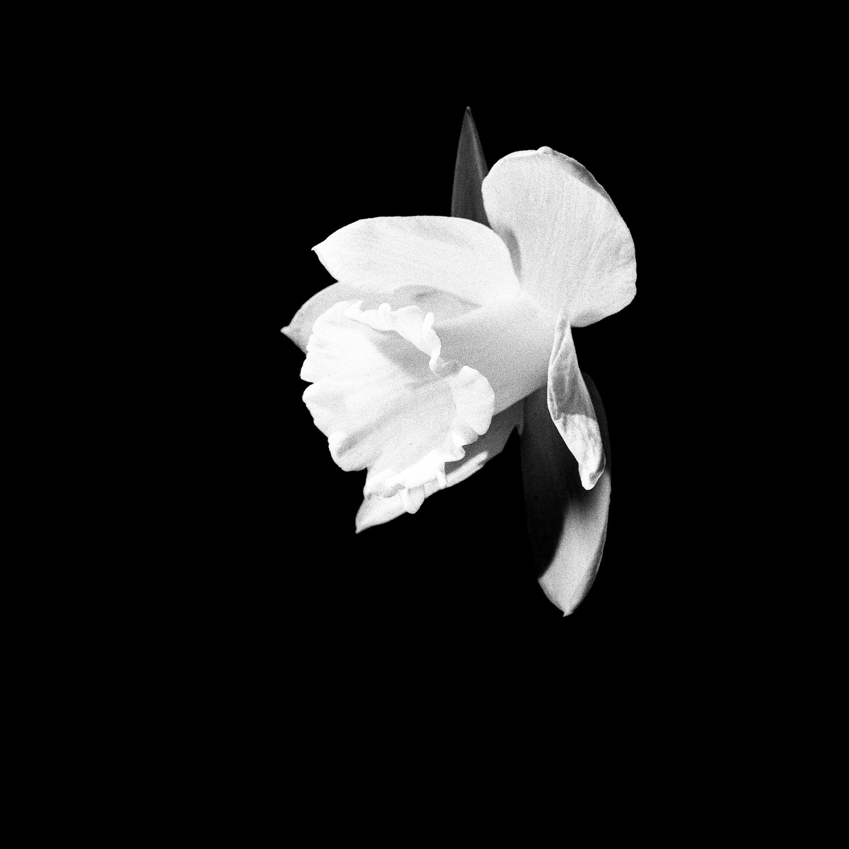 Black-and-white daffodil bloom on black
