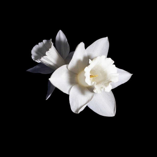 White Daffodil