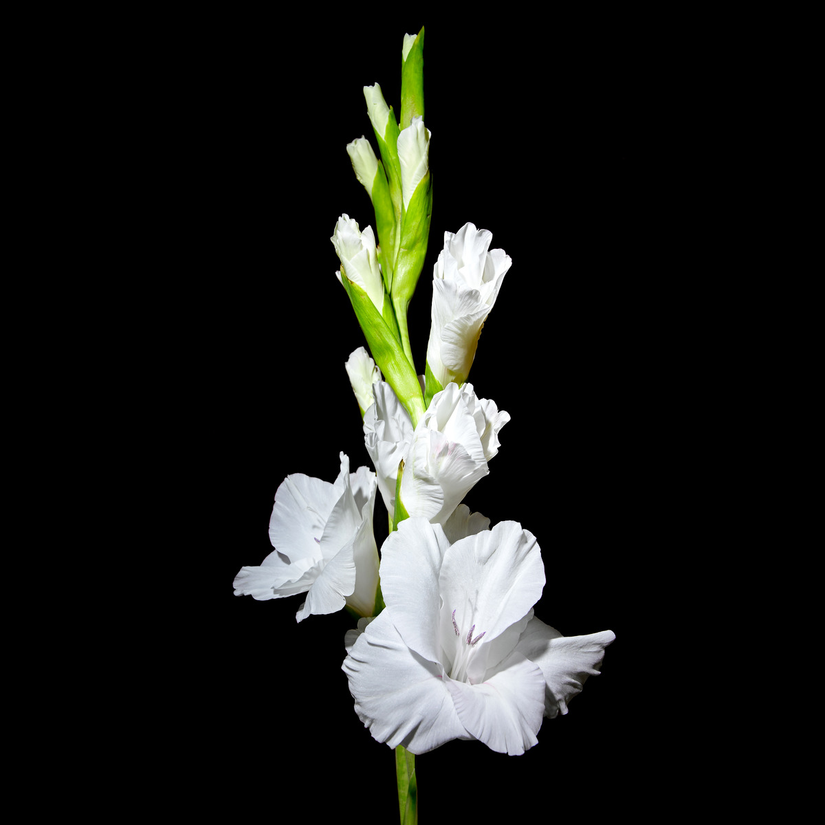 White gladiolus spike on black