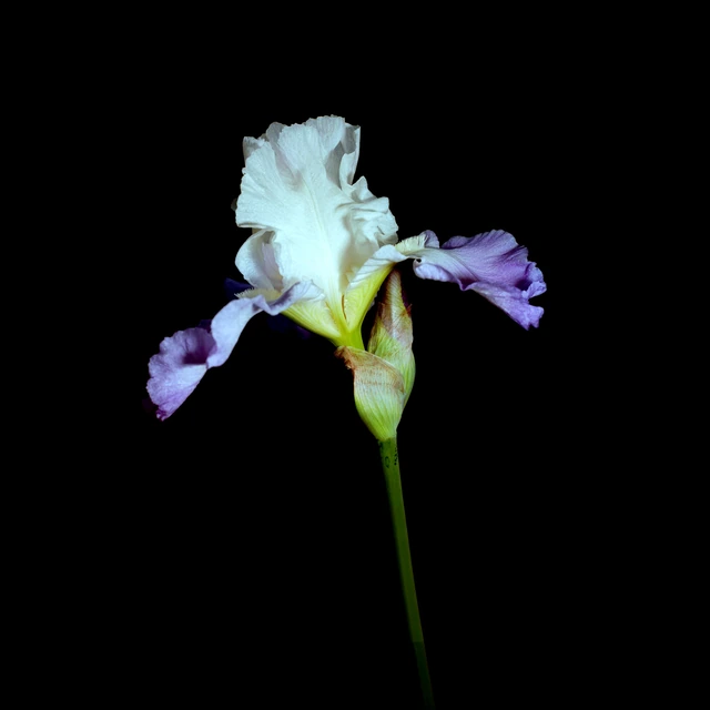 White Iris