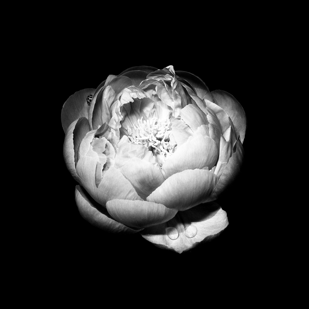 Black-and-white peony bloom on black