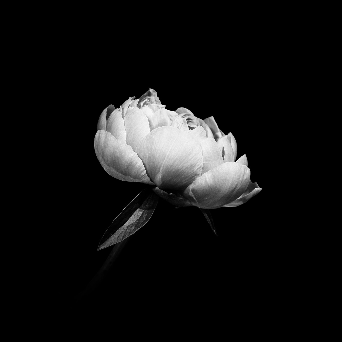 Black-and-white peony bloom in side view on black