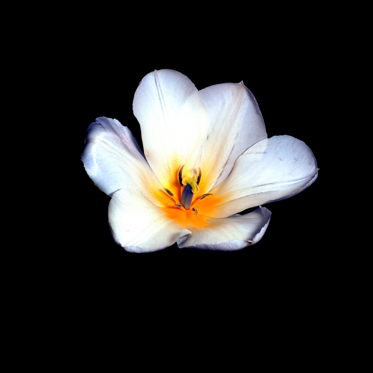 Open white tulip with orange center on black