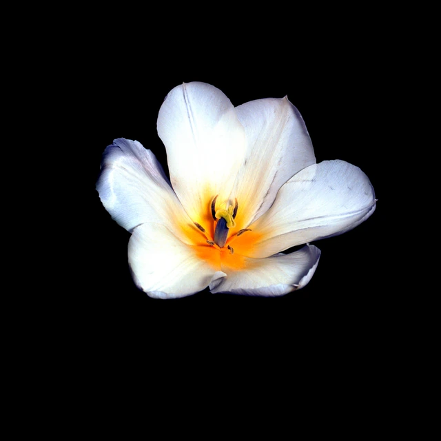 White Tulip