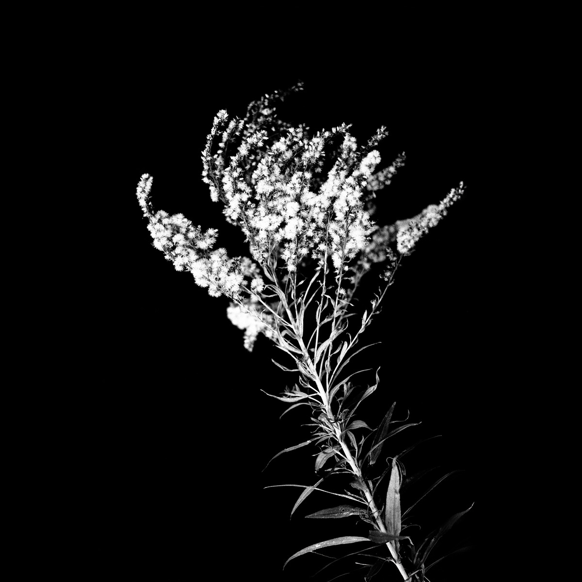 Black-and-white wildflower spray on black