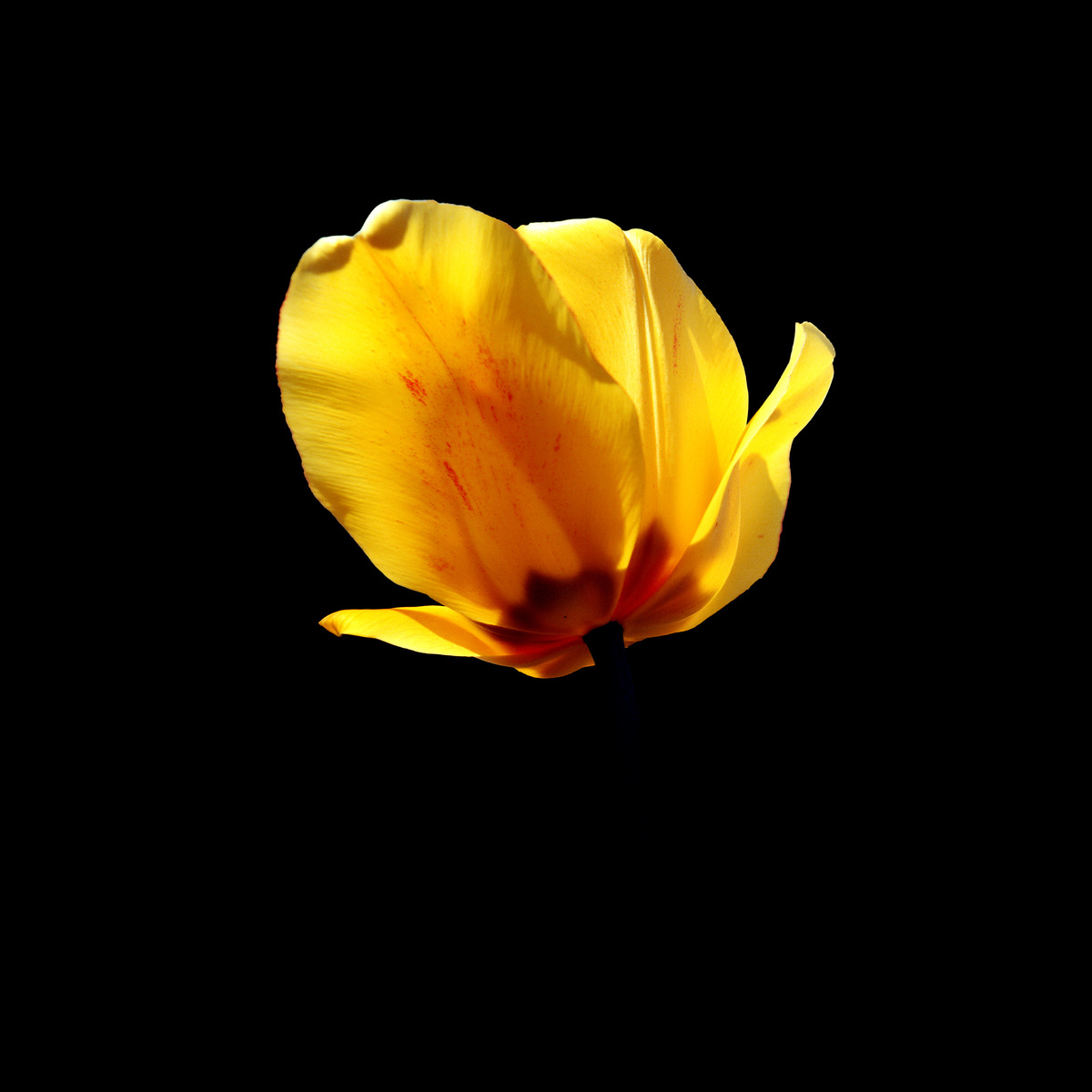 Yellow tulip bloom on black