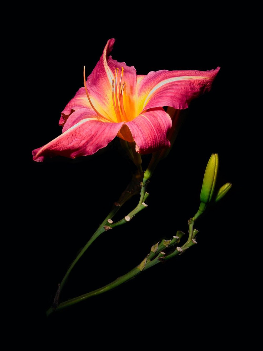 Pink daylily bloom with buds on black