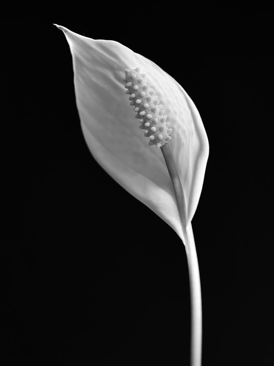 White peace lily on a black background